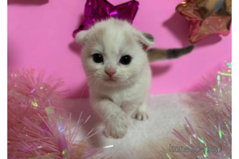 成約済の大阪府のスコティッシュフォールド-68373の1枚目